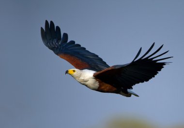 Su borusu üzerinde mükemmel starling duran