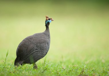 Helmeted guinea fowl clipart