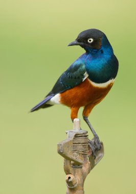 Su borusu üzerinde mükemmel starling duran