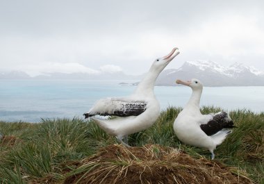 Pair of wandering albatrosses on the nest clipart