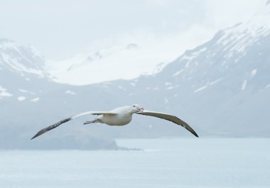 Wandering albatross flying above ocean bay clipart