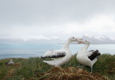 Pair of wandering albatrosses on the nest clipart