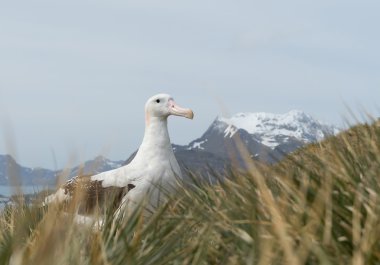 Wandering albatross on the nest clipart