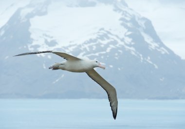 Okyanus körfezi üzerinde uçan gezgin albatros