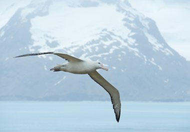 Wandering albatross flying above ocean bay clipart