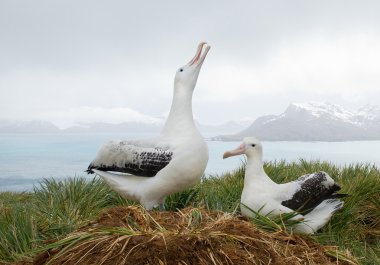 Pair of wandering albatrosses on the nest clipart