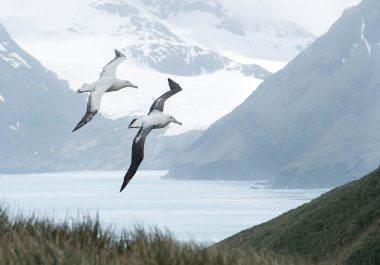 Pair of wandering albatrosses flying above grassy hill clipart