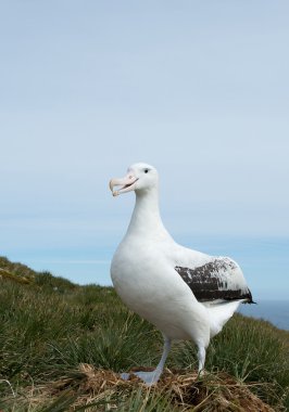 Yuvada dolaşan albatros