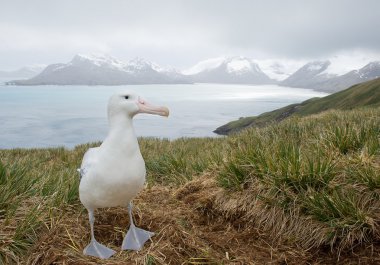 Wandering albatross on the nest clipart