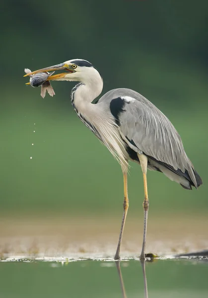 Garça cinzenta com peixe no bico — Fotografia de Stock