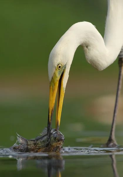 Grande egret branco closeup — Fotografia de Stock