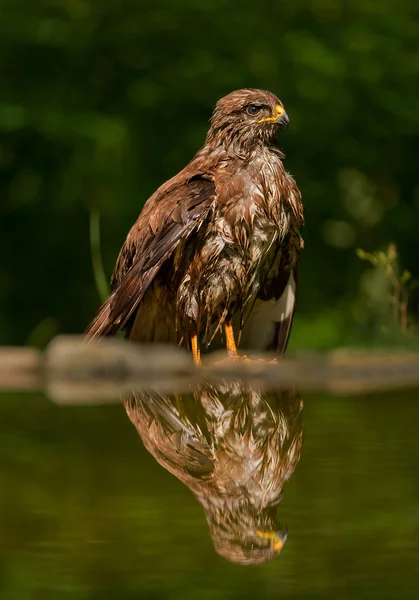 Gemeenschappelijke buzzard staande op de rand van de vijver — Stockfoto