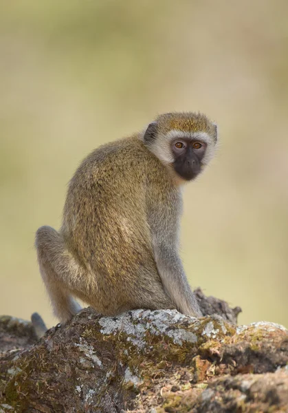 Macaco de veludo sentado na árvore — Fotografia de Stock