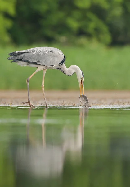 Grey heron with fish — Stock Photo, Image