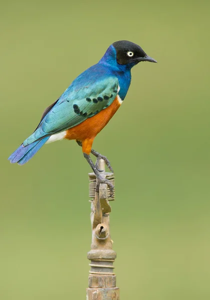 Superb starling standing on the water pipe — Stock Photo, Image