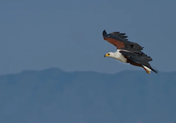 Afrikaanse visarend in vlucht — Stockfoto