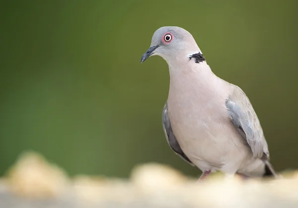 적목 현상 바위에 서 있는 비둘기 — 스톡 사진