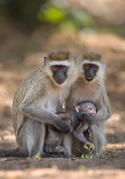 Par de macacos de veludo sentado no chão — Fotografia de Stock