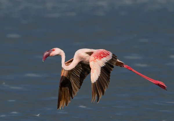 Uçuş sırasında daha az flamingo — Stok fotoğraf