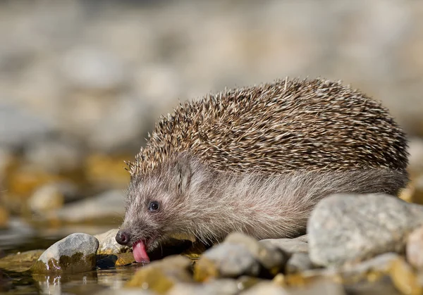 European hedgehog drinking water — Stock Photo, Image