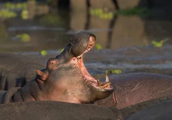 Hippopotamus close up — Stock Photo, Image