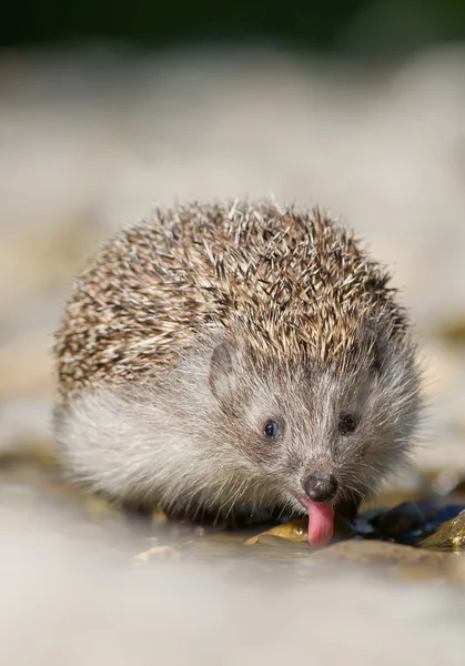 ヨーロッパハリネズミ飲料水 — ストック写真