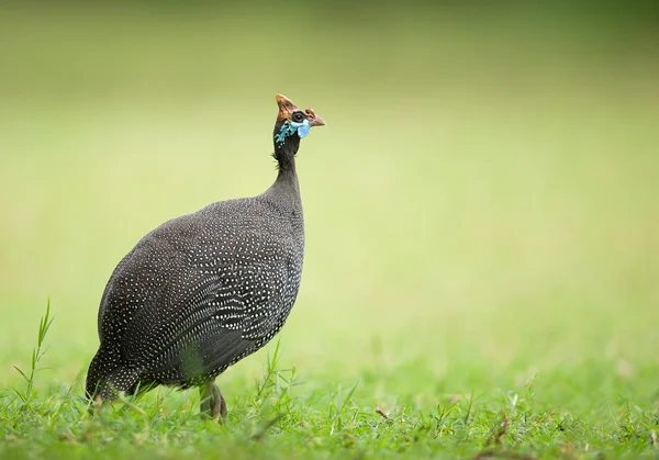 ホロホロチョウ — ストック写真