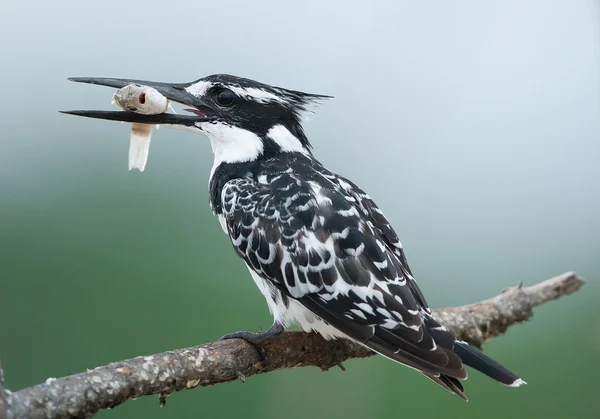 Pied kingfisher med fisk — Stockfoto