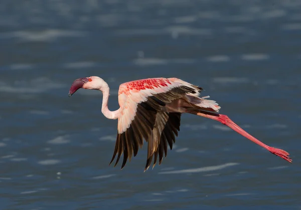 Mindere flamingo in vlucht — Stockfoto