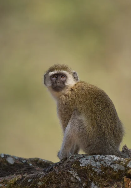 Macaco de veludo sentado na árvore — Fotografia de Stock