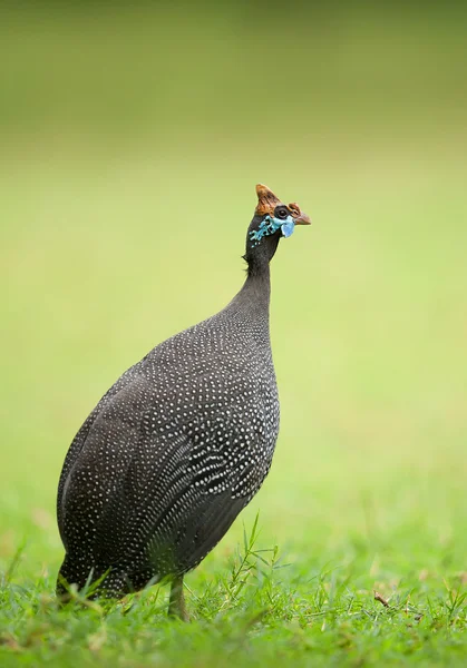 ホロホロチョウ — ストック写真