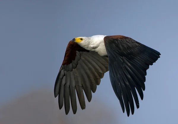 Afrikaanse visarend in vlucht — Stockfoto