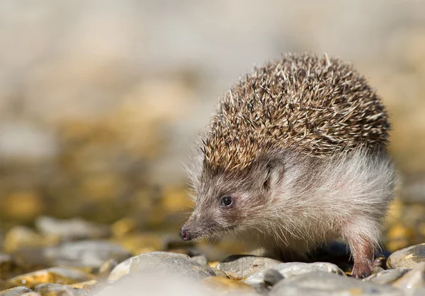 Europäischer Igel auf Nahrungssuche — Stockfoto