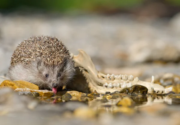 Europäischer Igel trinkt Wasser — Stockfoto