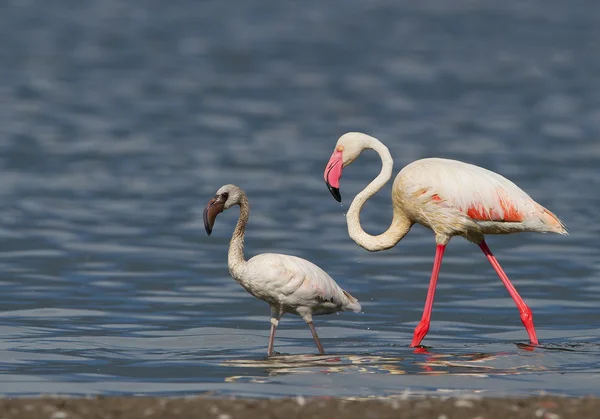 Grotere flamingo met jonge — Stockfoto