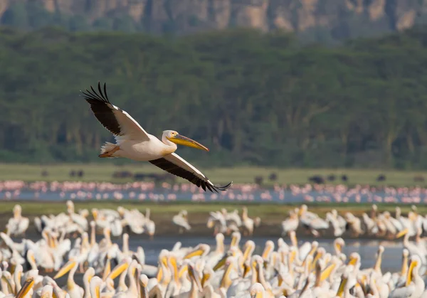 Pelícano blanco en vuelo — Foto de Stock