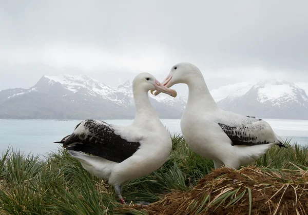 Pair of wandering albatrosses on the nest — Stock Photo, Image