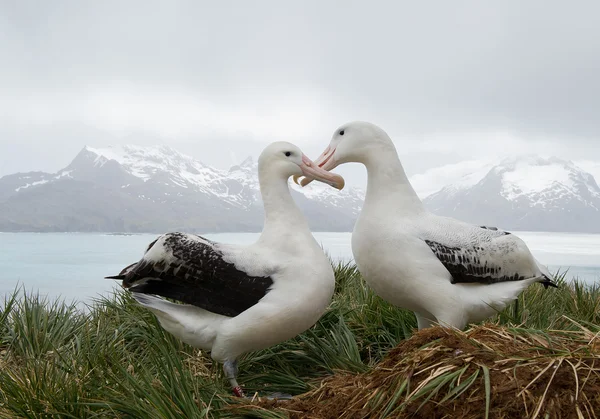 Par de albatrozes errantes no ninho — Fotografia de Stock