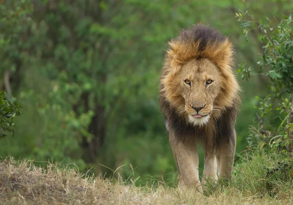 Leone maschio che cammina verso il fotografo — Foto Stock