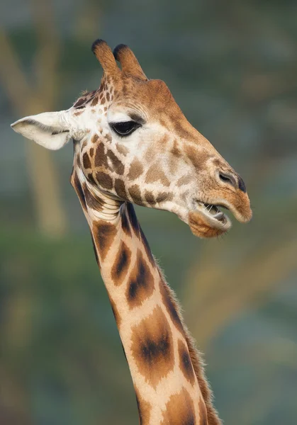 Giraffe kop close-up — Stockfoto