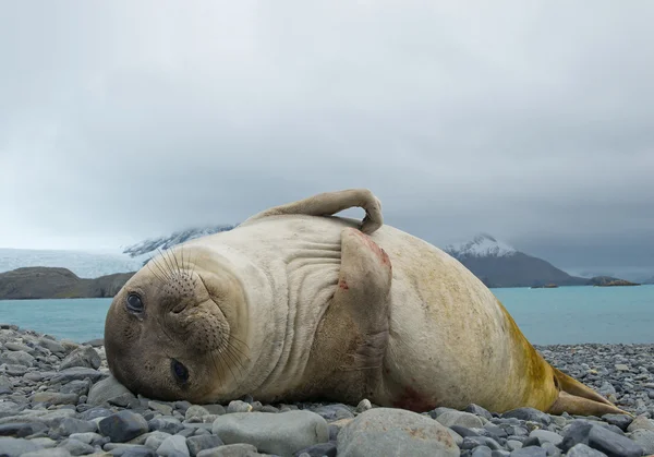 Young elephant seal lying on the beach