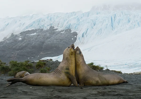 Wo jovens machos de elefante luta foca — Fotografia de Stock