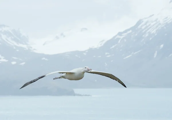 Wanderalbatros fliegen über Meeresbucht — Stockfoto