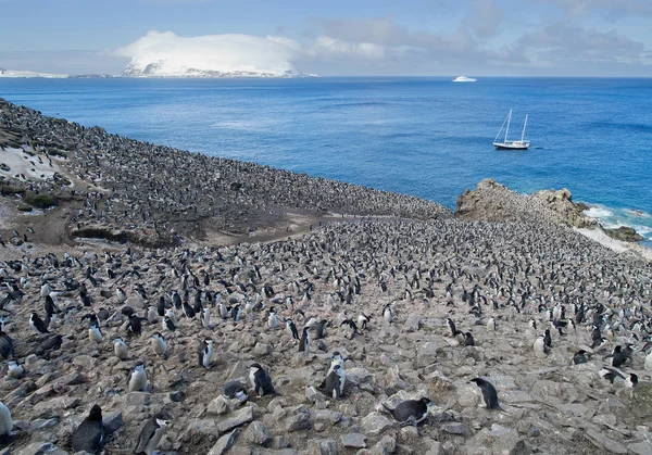 Stor koloni av hakband pingviner — Stockfoto