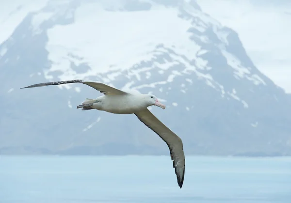 Okyanus körfezi üzerinde uçan gezgin albatros