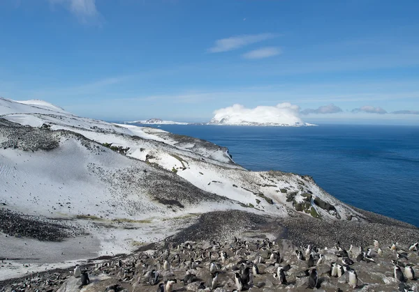 Stor koloni av hakband pingviner — Stockfoto