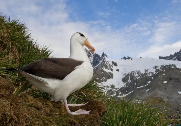 Zwarte browed albatross staande in het nest — Stockfoto