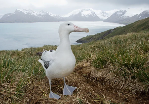 Zwervende Albatross op het nest — Stockfoto