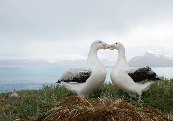 Pár potulného albatrosů na hnízdě — Stock fotografie