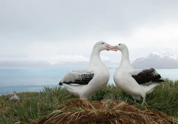 Coppia di albatri vaganti sul nido — Foto Stock